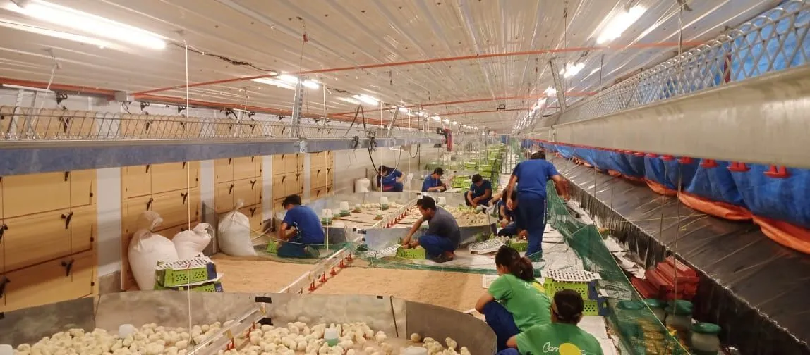 Layer breeder farm, General Santos