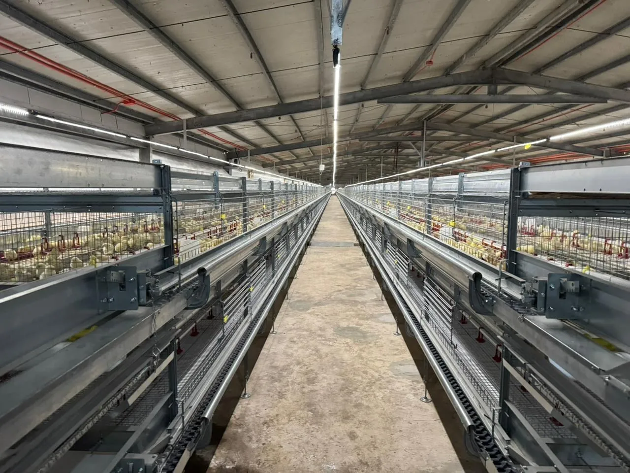Caged pullet retrofit, General Santos