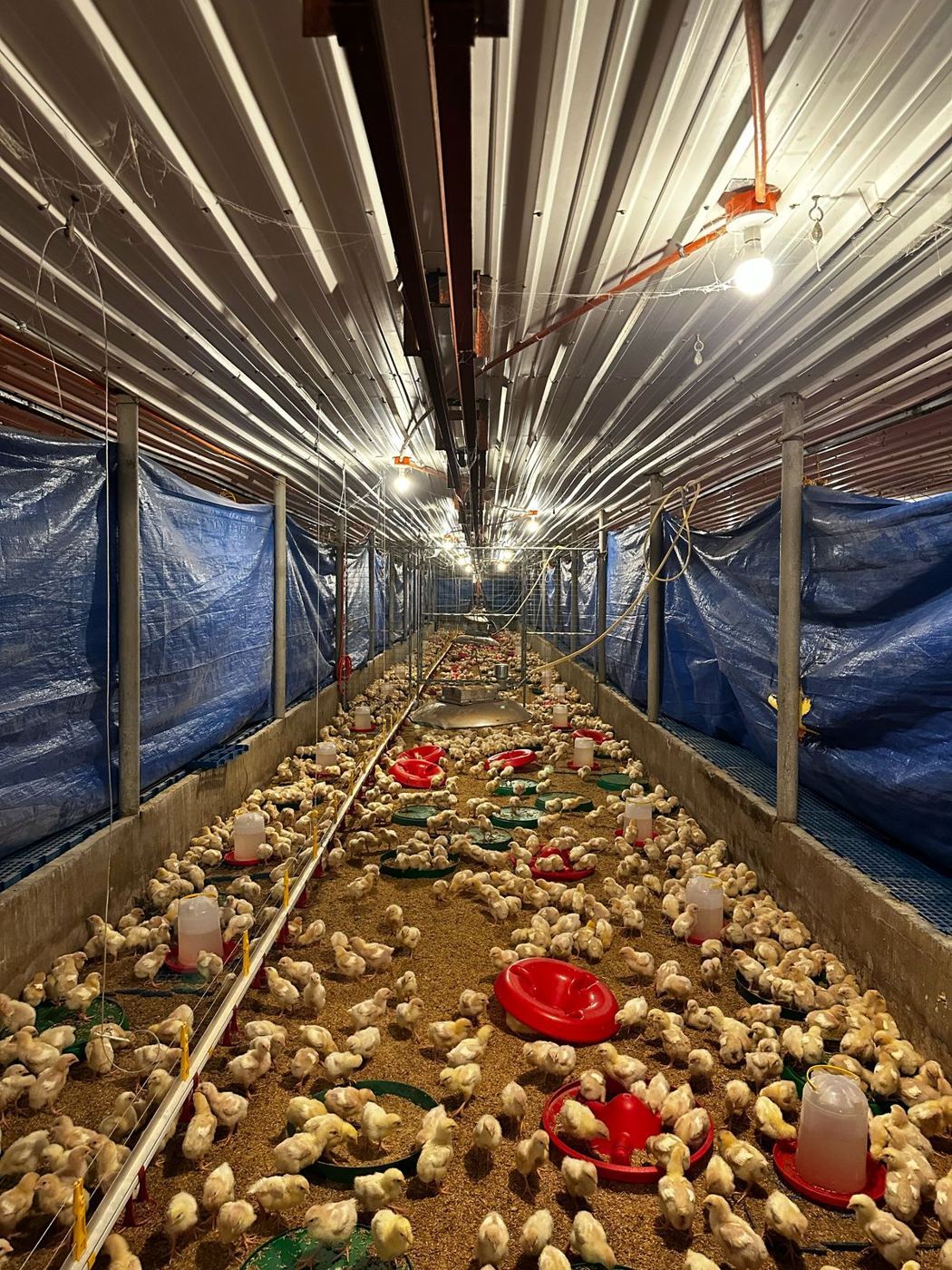 Chicks brooding in an AFI breeder house