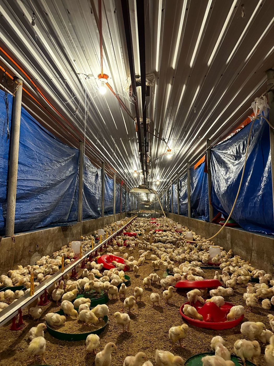 Dimmable LED lighting rows above a brooding flock in an AFI breeder house