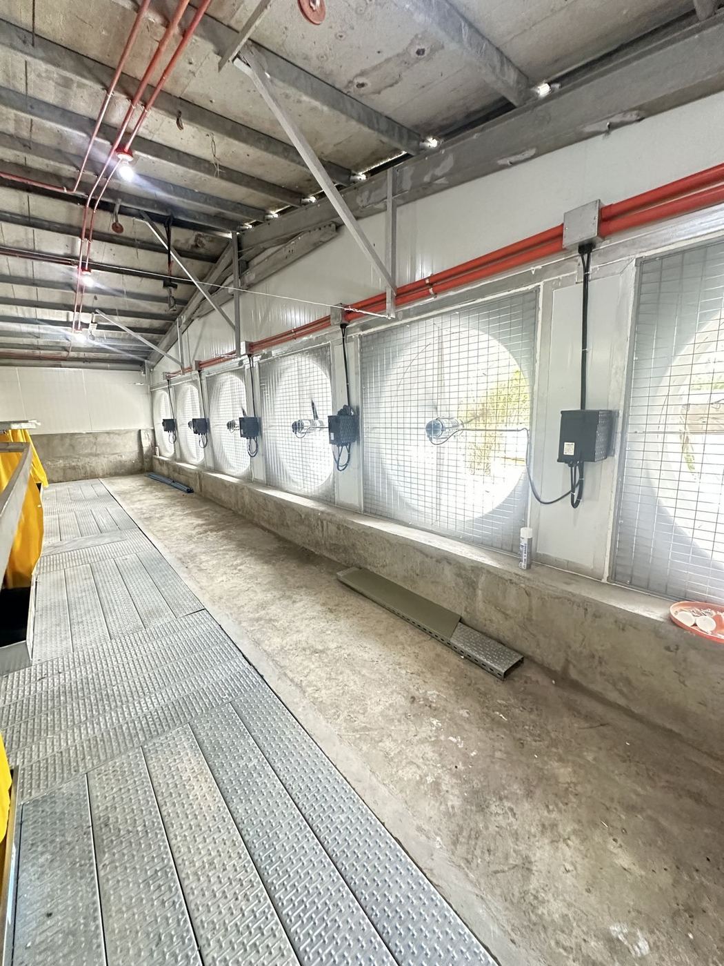 Swine