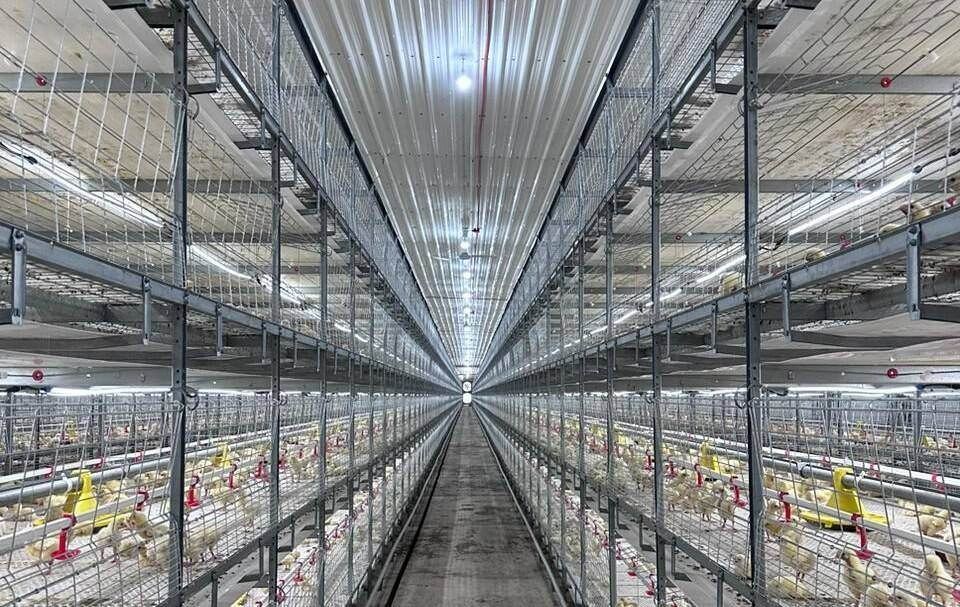 Multi-Tier Broiler