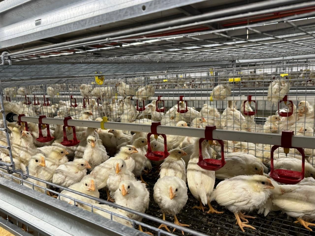 Uniform layers start in the rearing cage