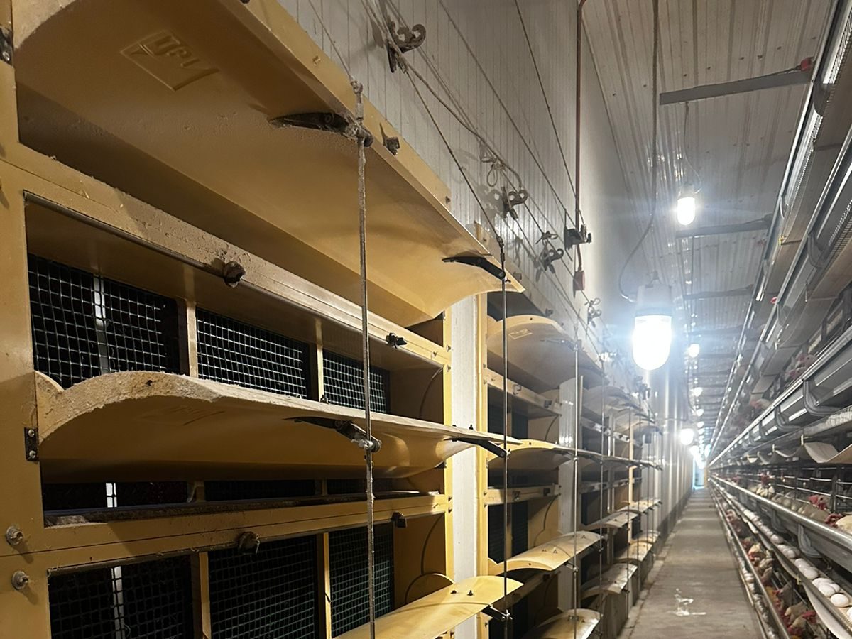 TPI tunnel units open beside multi-tier layer cages