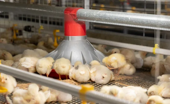 Feeding systems