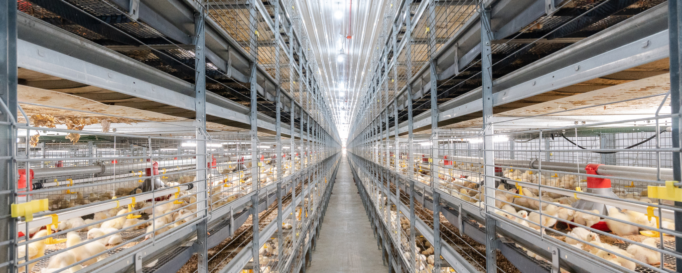 VALLI multi-tier broiler cages in an AFI house