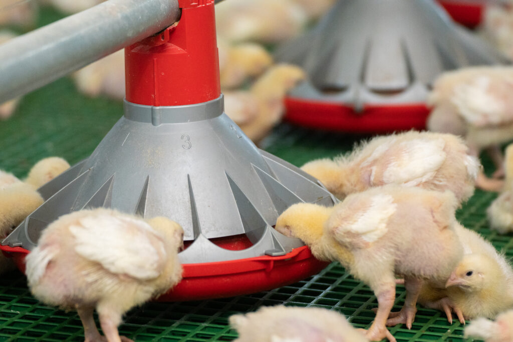 Poultry Equipment Australia Farm Innovations